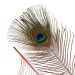 Brand New Peacock Tail Eyes Stem Dyed 2016