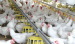 HuaBo high quality pan feeding system for chicken farming equipments