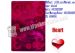 XF Indian Bonus playing cards made of plastic material for UV contact lenses