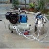 Diesel One Bucket Milking Machine