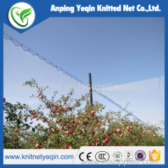 supply various apple tree anti hail net