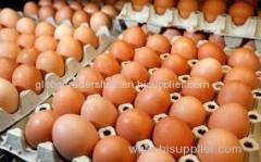 Fresh Chicken Brown and White Table Eggs