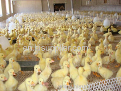 Manufacturer Plastic Flat Net/plastic mesh/Hard plastic net