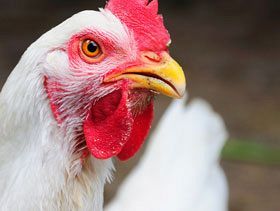 IPPE: Highlights from The World's Biggest Poultry Event
