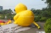 Giant promotion yellow inflatable duck for display