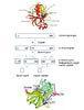 EC 3.4.21.1 / Recombinant Chymotrypsin Enzyme / chymotrypsin serine protease