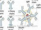 Recombinant protein A Mutant of Staphylococcus aureus / Lyophilized powder