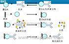 Recombinant protein A manufacturer antibody test / SPA binding to igG