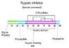 CAS 9087-70-1 Recombinant Aprotinin trypsin inhibitor and inhibit plasmin