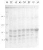 Bovine light chain enterokinase Recombinant Enterokinase E.coli