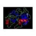 Recombinant Enterokinase E.coli For removing unwanted protein tags