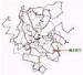 Recombinant enzyme / human chymotrypsin sequence grade / EC 3.4.21.1