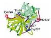 Recombinant human chymotrypsin for digestion of protein and Polypeptide