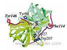 Recombinant human chymotrypsin for digestion of protein and Polypeptide