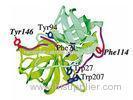 Recombinant human chymotrypsin for digestion of protein and Polypeptide