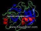 Recombinant chymotrypsin / CAS 9004-07-3 / human chymotrypsin