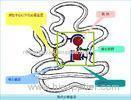 Recombinant human Chymotrypsin Enzyme for Enzymatic Hydrolysis of Protein