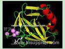 Recombinant Human Trypsin for Enzymatic Hydrolysis of Protein