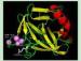Recombinant Human Trypsin for Enzymatic Hydrolysis of Protein