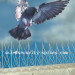 Bird Spikes with high quality