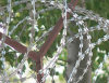 Concertina Coil Razor Wire Fencing