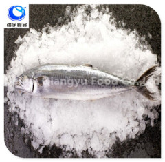 frozen mackerel spanish mackerel