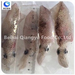 all types of seafood frozen squid
