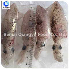 High Quality Frozen Squid Wholesale