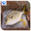 wholesale frozen goledn pomfret fish