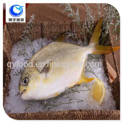 frozen food golden pomfret fish