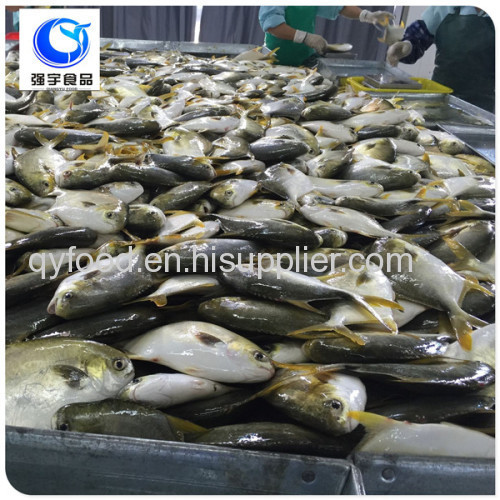 wholesale frozen seafood golden pomfret price