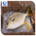 wholesale frozen seafood golden pomfret price