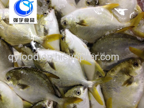 frozen fish golden pomfret