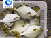 frozen fish golden pomfret