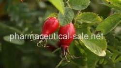 100% Natural Rose hip extract