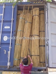 Dried straight bamboo poles from Vietnam