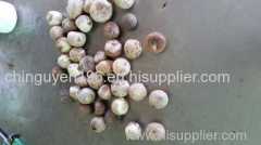 sell Betel nut Whole/ Split/ Slice/fresh +84 935 027 124