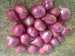 Vietnam shallots