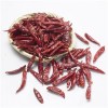Dried Chaotian Chili Product Product Product