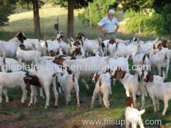 Healthy Boer goats Marinos ewes and dorper Sheep for sale