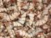 Dried Shrimp Shell Dried Crab Shell Fishmeal
