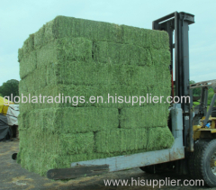 High Quality Alfalfa Hay