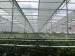 3.25m Width Greenhouse Climate Control Shade Curtains Energy Saving Close Type inner Use Shading Rate 75%