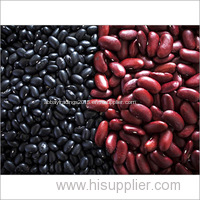 White kidney beans and other beans types