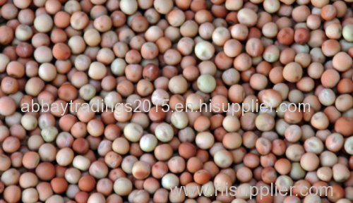 Hazelnuts/ pistachio nuts / Walnuts/ whole Cashew nuts/ Pine nuts /and other nuts for sale