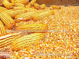 Corn Maize Flour Available