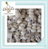 good brand pur white garlic fresh natural garlic for sale