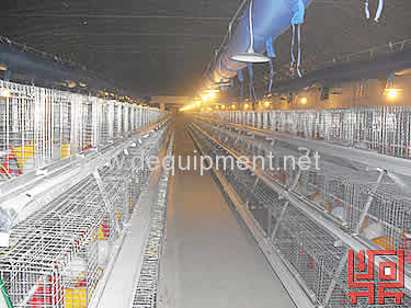 Automatic Pullet Chicken Cage