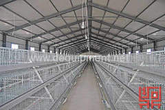 A Frame Semi Automatic Broiler Chicken Cage