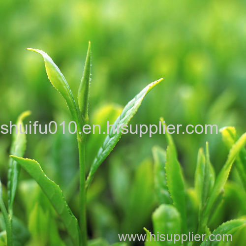 Green Tea Extract L-theanine